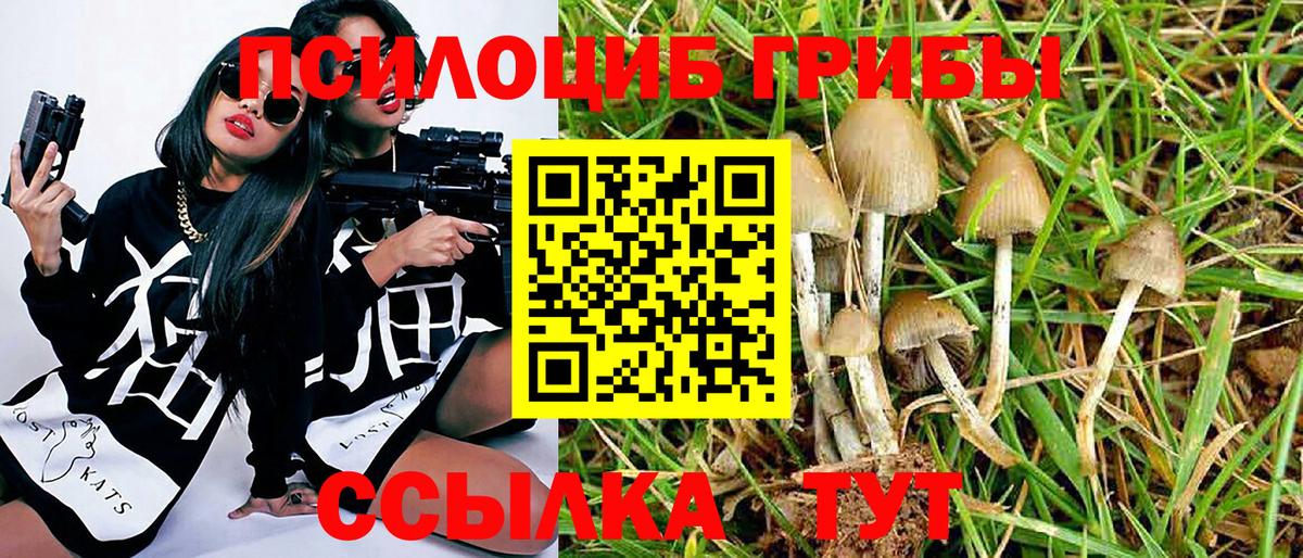 Псилоцибиновые грибы Psilocybine cubensis  Галлюциногенные грибы Cubensis  Курск 